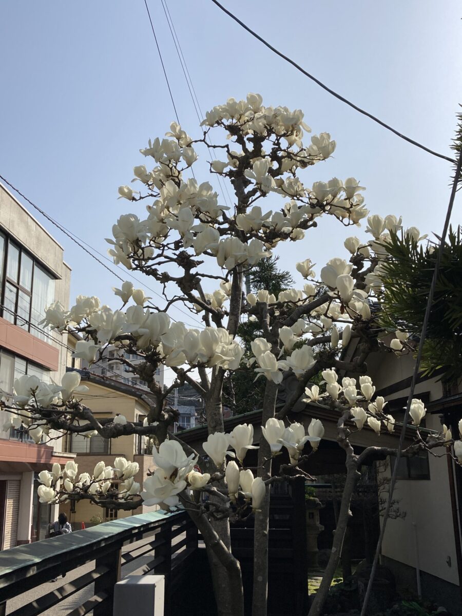 木蓮 - きもの紋入れ 松本紋店 能登半島 家紋 紋入れ